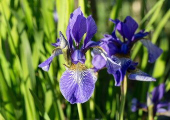 Purple Siberian Iris