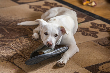 Rosie Chews a Shoe