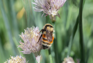 Bee on Clover Flower