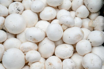 Fresh mushrooms for sale at vegetable market, close up. Boxes full of mushrooms in shop. Champignon at the greengrocer's stall. Agaricus bisporus
