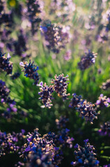 close up of lavender flowers