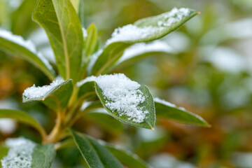 Satsuki azalea (Rhododendron indicum) lightly dusted with snow in Japan