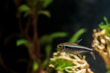 Black neon fish underwater.
