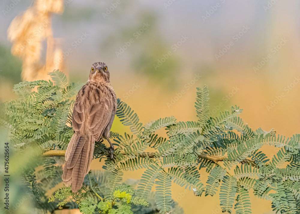 Poster backshot shallow focus of a striated warbler on a bush tree looking back with a blurred background