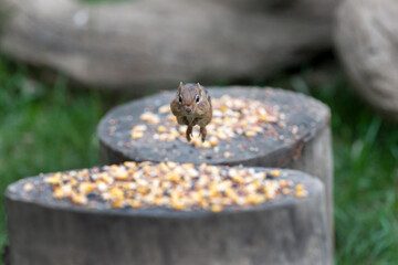 Chipmunk jumping to another log