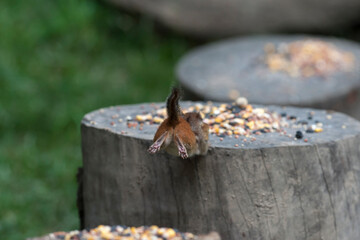 Chipmunk jumping away to another log