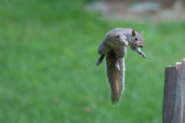 Squirrel jumping to log in the ari