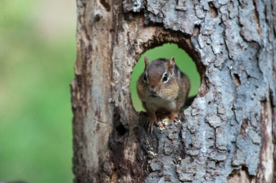 Chipmunk In Hole In Log