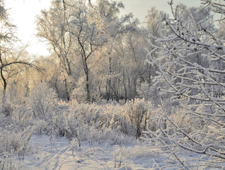 Winter siberian forest