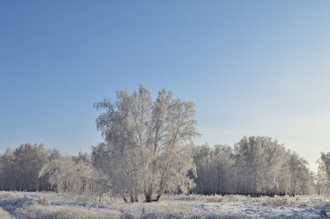 Winter siberian forest