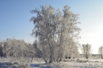 Winter siberian park