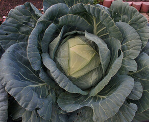 Obraz premium Harvesting cabbage in a vegetable garden in the Omsk region, Russia