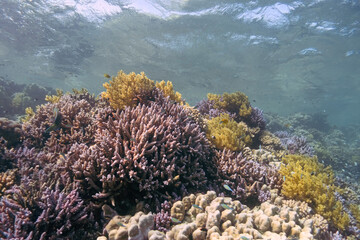 Naklejka na ściany i meble Gorgeous coral reef on a sunny day