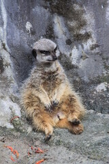 座るミーアキャット