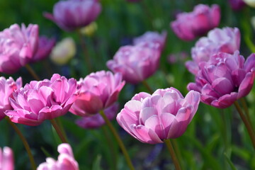 Pink tulips meadow. Spring colourful romantic bouquet