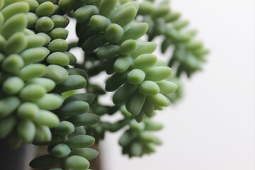 Sedum Burrito plant, popularly known as Dedo de Menina, Dedinho de Moça or Rabo de Burro. It is a succulent, herbaceous, pendant, perennial plant of the crassulaceae family.