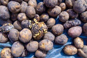 potatoes preserved during the winter for spring sowing, selective focus - obrazy, fototapety, plakaty