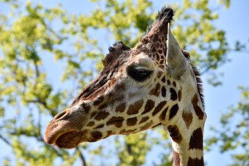 Giraffe , Wildlife animal africa
