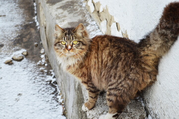 Portrait of tabby cat in winter