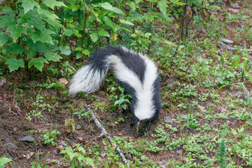 Striped Skunk digging and rooting