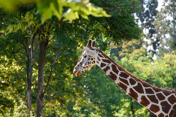 Giraffe , Wildlife animal africa