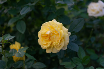 黄色いバラ