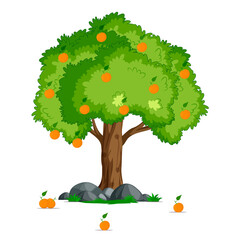 Orange tree on white background