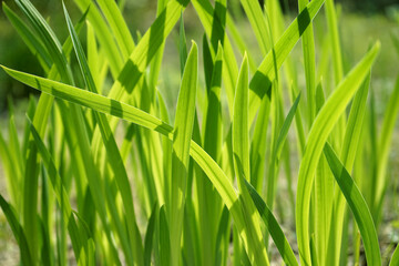 헷살에 녹색플이 싱그럽습니다.