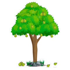 Pear fruit tree on white background