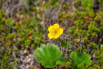 ひっそりと咲く満開のミヤマキンポウゲ＠乗鞍岳、長野
