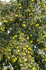 branch of pear with many ripe large fruits of sweet pear in the farmer's garden. Bunch of ripe pears on tree branch