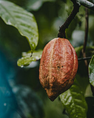 Closeup of a cacao bean on a tre - obrazy, fototapety, plakaty