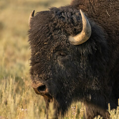 Peaceful Face of Muddy Male Bison