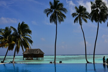 Palm tree in the wind. View of island. Maldives Islands Ocean Tropical Beach