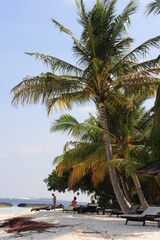 Palm tree in the wind. View of island. Maldives Islands Ocean Tropical Beach