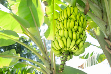 Raw  green bunch of bananas on the tree.