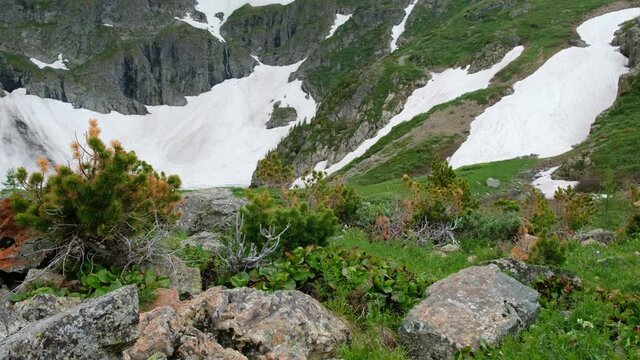 Altai mountain landscape with bushes of cedar elfin on foreground.