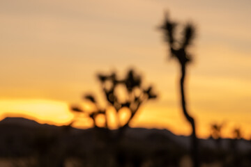 Out of Focus Joshua Tree Silhouettes At Sunset