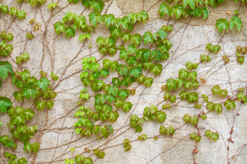 Green walls in Spring texture background. Plants climb on the walls.