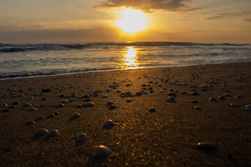 Conchas en la playa al amanecer, conchas en la orilla de mar, amanecer en la playa 