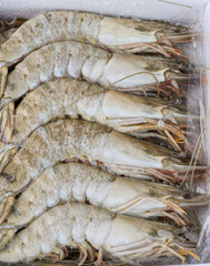 Huge frozen king prawns in a package closeup