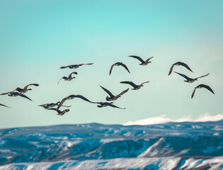 geese in flight