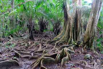 Costa Rica Drake Bay Corcovado National Park - Buttress roots of a rainforest tree