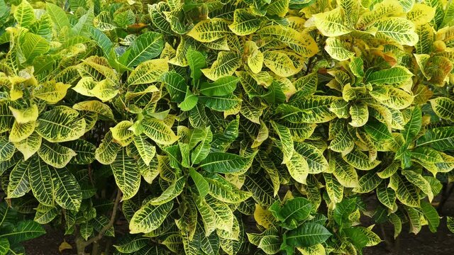 Tropical plants growing in caribbean garden, closeup