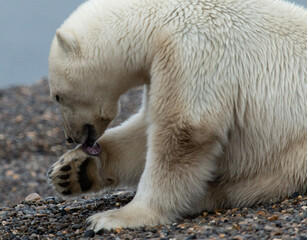 Fototapeta premium polar bear cub