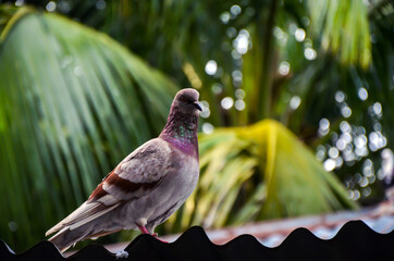 Beautiful homing pigeon or true messenger pigeon standing on the tin sheet in rural village against a big coconut tree.