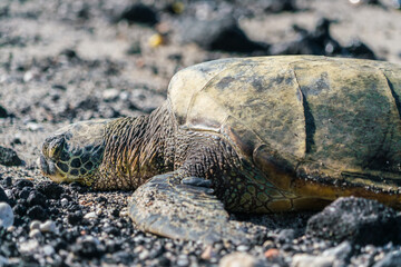 turtle on sand closeup