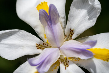 Macro photography of a white Dietes flower with a purple center.