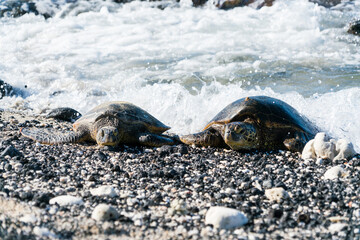 Two turtles on the beach