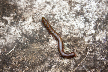 centipede crawling on stone